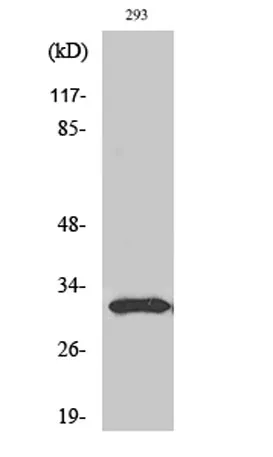 NF-YB rabbit pAb - image 1
