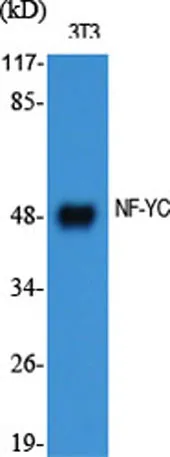 NF-YC rabbit pAb - image 1