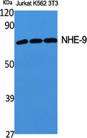NHE-9 rabbit pAb - image 1