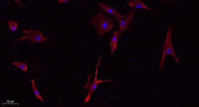 NOS2 rabbit pAb - image 1