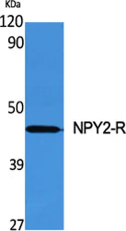 NPY2-R rabbit pAb - image 1