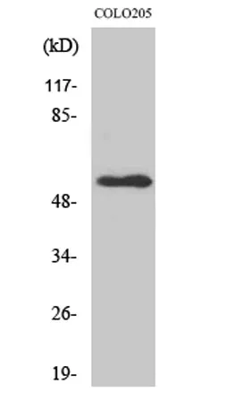 NPY5-R rabbit pAb - image 1
