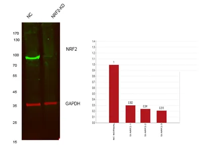 Nrf2 rabbit pAb - image 1