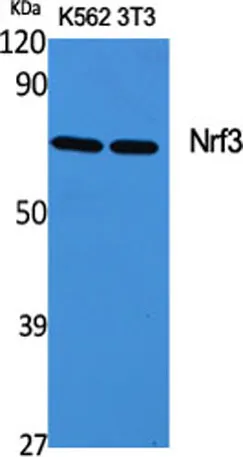 Nrf3 rabbit pAb