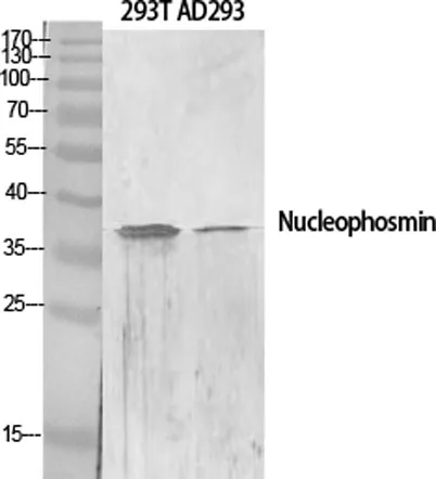 Nucleophosmin rabbit pAb - image 1