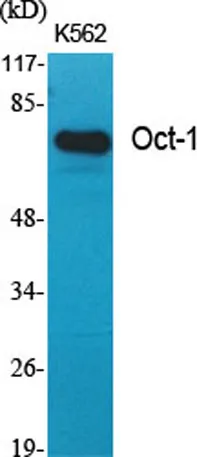 Oct-1 rabbit pAb - image 1