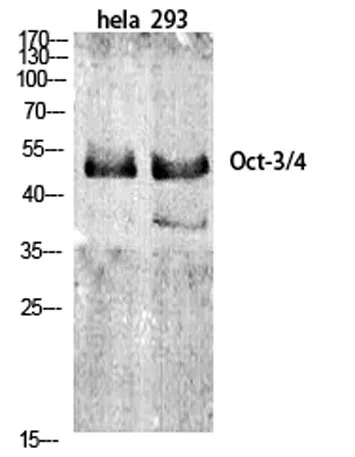 Oct-3/4 rabbit pAb - image 1