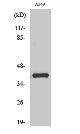 Oct-6 rabbit pAb - image 1