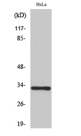 Olfactory receptor 10AD1 rabbit pAb - image 1