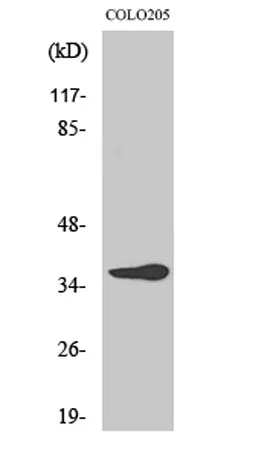 Olfactory receptor 10G6 rabbit pAb - image 1