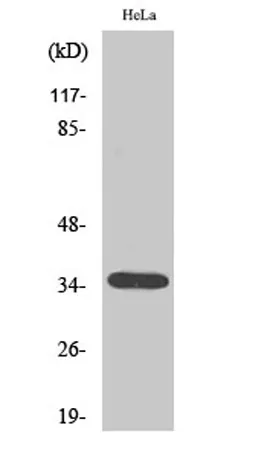 Olfactory receptor 10H1 rabbit pAb