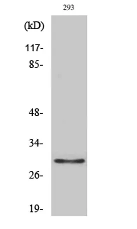 Olfactory receptor 10J1 rabbit pAb - image 1