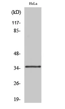 Olfactory receptor 10R2 rabbit pAb - image 1