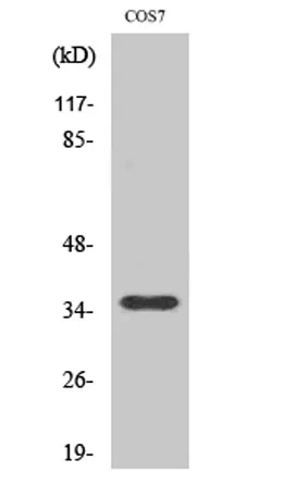 Olfactory receptor 10S1 rabbit pAb - image 1
