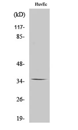 Olfactory receptor 11G2 rabbit pAb - image 1