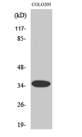 Olfactory receptor 1A1 rabbit pAb