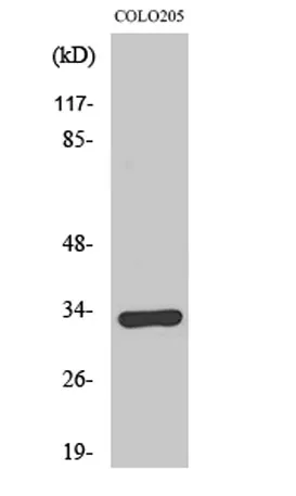 Olfactory receptor 1B1 rabbit pAb - image 1