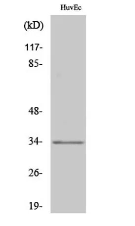 Olfactory receptor 1L6 rabbit pAb - image 1