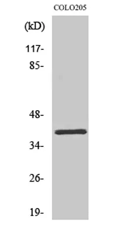 Olfactory receptor 2L5 rabbit pAb