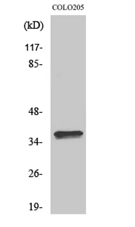 Olfactory receptor 4A15 rabbit pAb