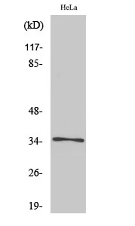 Olfactory receptor 52E6 rabbit pAb - image 1