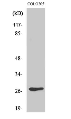Olfactory receptor 5D3 rabbit pAb