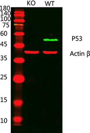 p53 Rabbit pAb - image 1