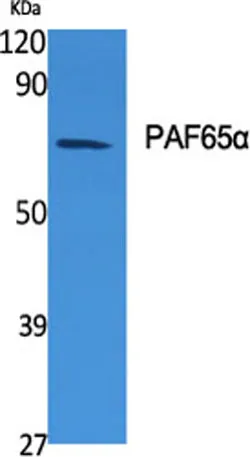 PAF65α rabbit pAb