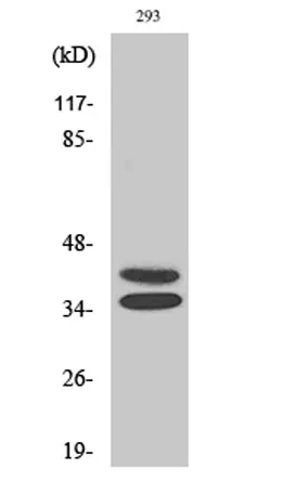 Pax-2 rabbit pAb - image 1