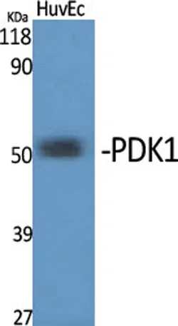 PDK1 rabbit pAb - image 1