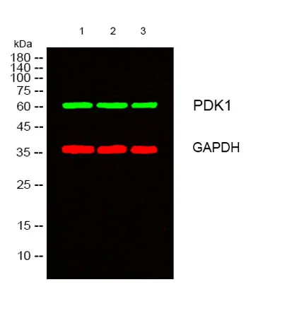 PDHK1 rabbit pAb - image 1