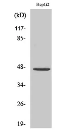 PDK2 rabbit pAb - image 1