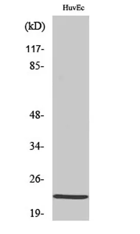 PEBP2β rabbit pAb