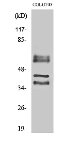 Periphilin 1 rabbit pAb