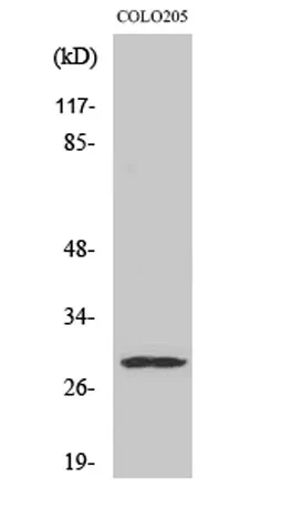 Peroxin 11β rabbit pAb - image 1