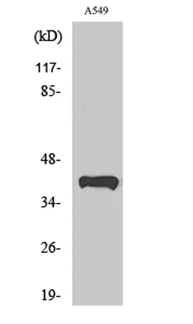 Peroxin 14 rabbit pAb - image 1