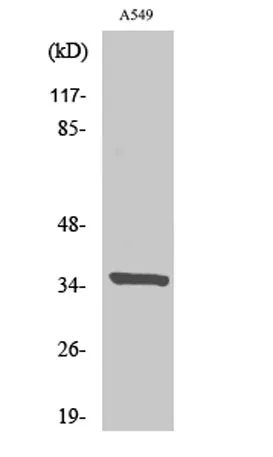Peroxin 2 rabbit pAb - image 1