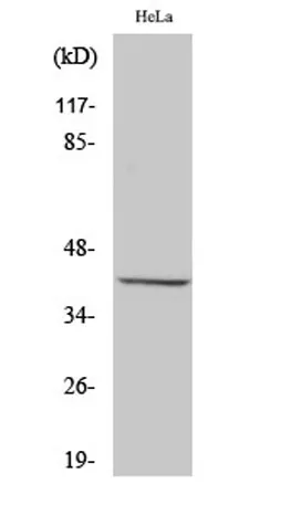 Peroxin 3 rabbit pAb - image 1