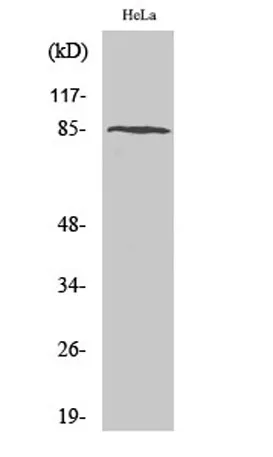 PFKM rabbit pAb - image 1