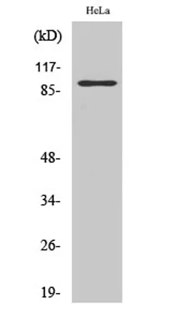 PGBD1 rabbit pAb - image 1