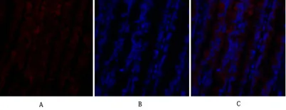 PI 3-kinase p110α rabbit pAb - image 1
