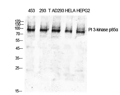 PI 3-kinase p85α rabbit pAb - image 1
