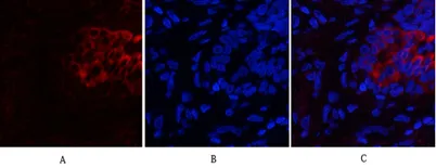 PI 3-kinase p85α/γ rabbit pAb - image 1