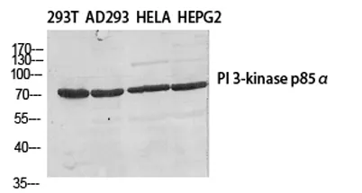 PI 3-kinase p85β rabbit pAb - image 1