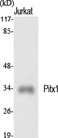 Pitx1 rabbit pAb - image 1