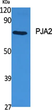 PJA2 rabbit pAb - image 1