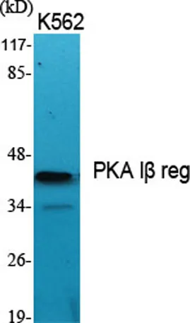 PKA Iβ reg rabbit pAb - image 1