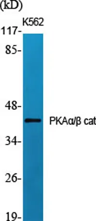 PKAα/β cat rabbit pAb - image 1