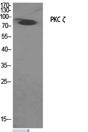PKC ζ rabbit pAb - image 1