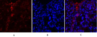 PKM2 rabbit pAb - image 1